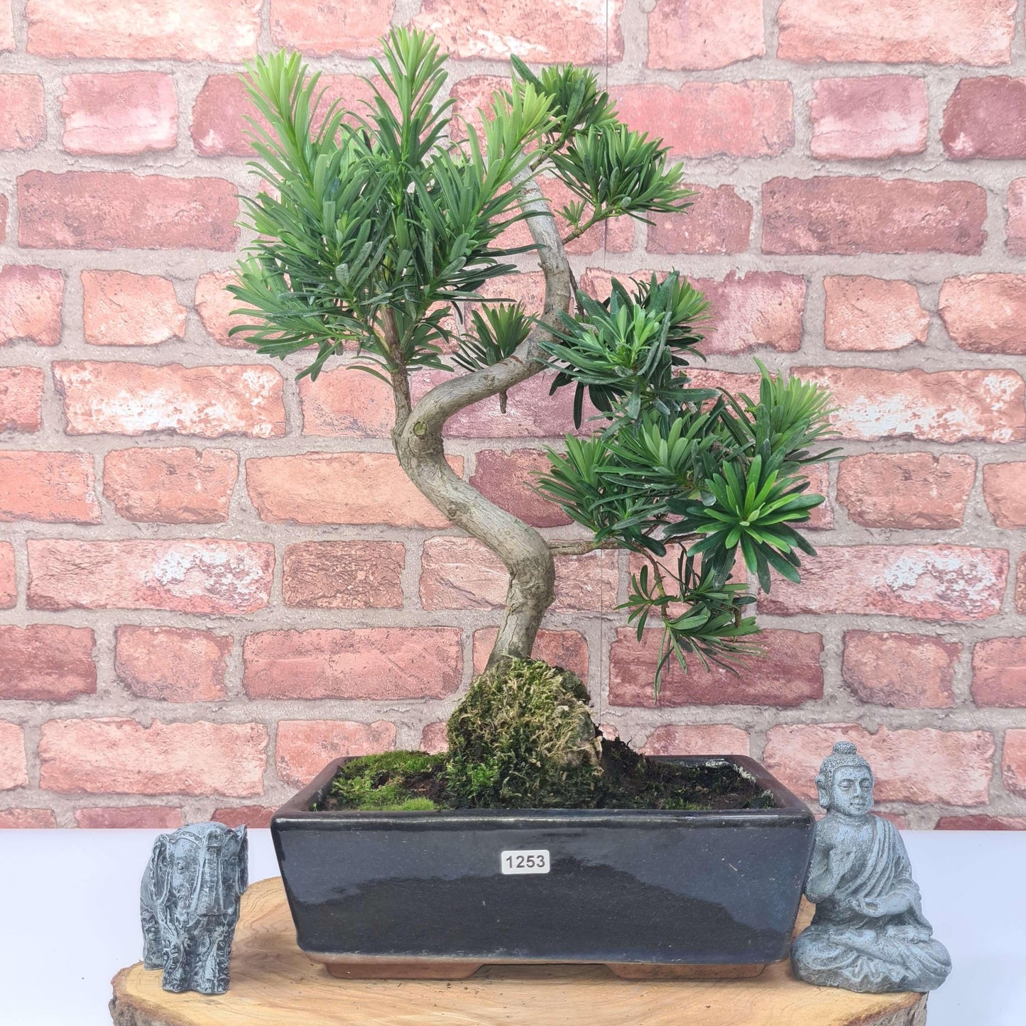 Buddhist Pine (Podocarpus Micro) Bonsai Tree | Shaped | In 30cm Pot