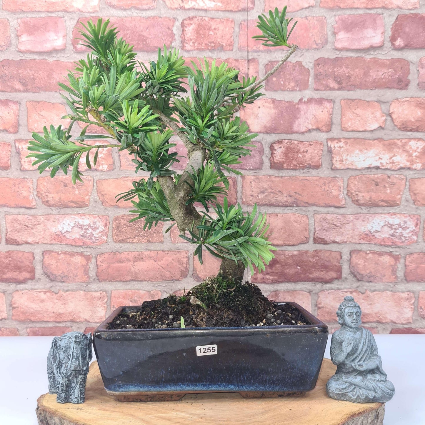 Buddhist Pine (Podocarpus Micro) Bonsai Tree | Shaped | In 25cm Pot