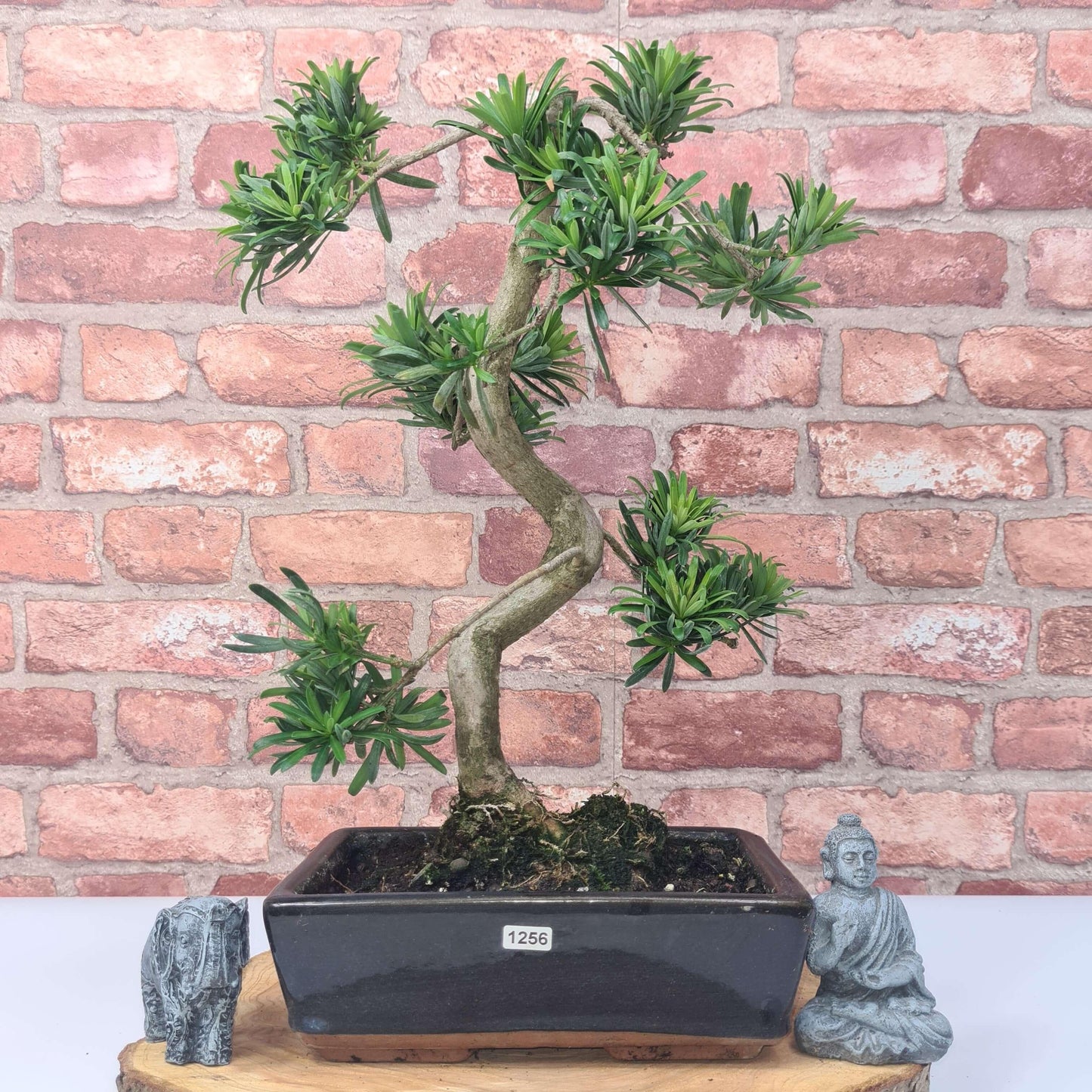 Buddhist Pine (Podocarpus Micro) Bonsai Tree | Shaped | In 25cm Pot