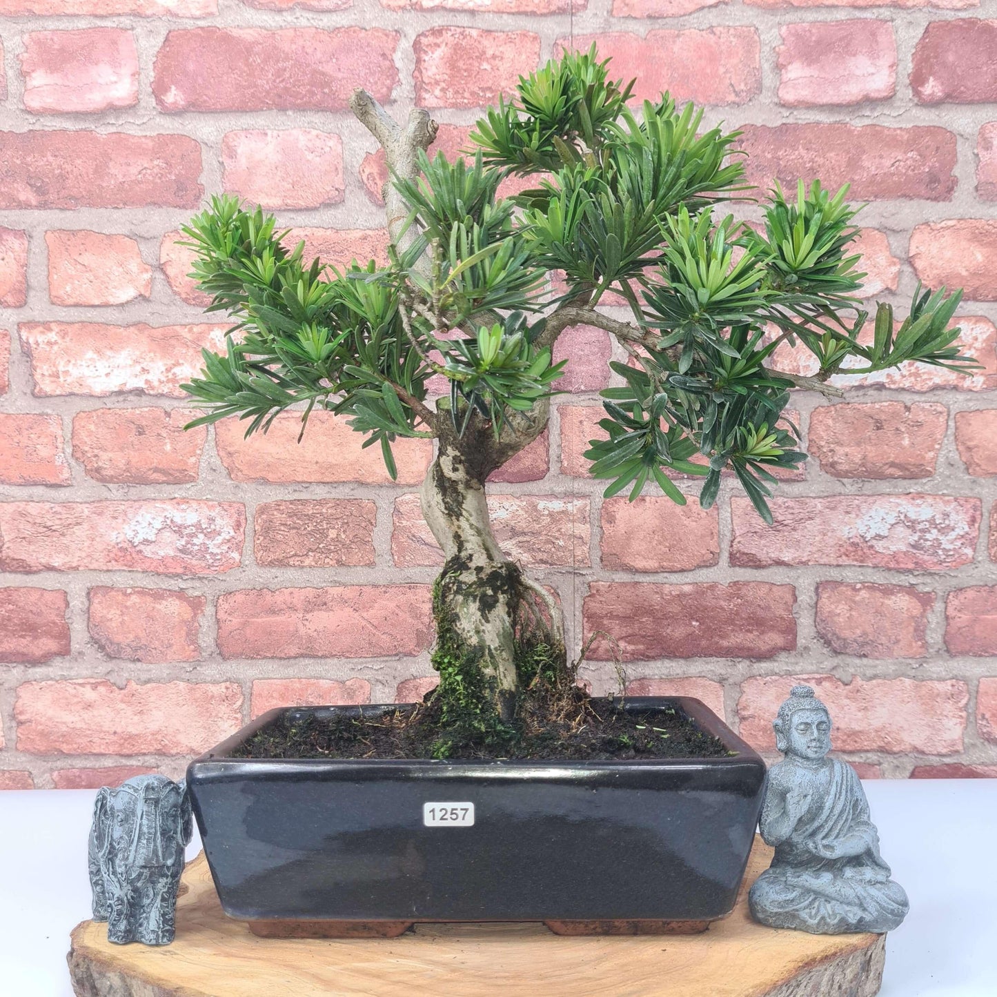 Buddhist Pine (Podocarpus Micro) Bonsai Tree | Shaped | In 25cm Pot