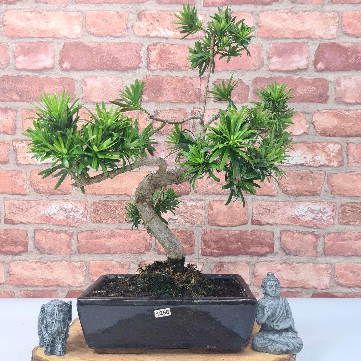 Buddhist Pine (Podocarpus Micro) Bonsai Tree | Shaped | In 30cm Pot