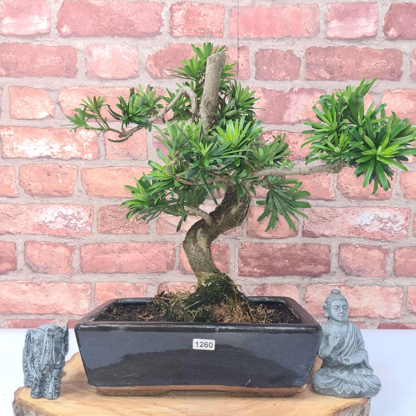 Buddhist Pine (Podocarpus Micro) Bonsai Tree | Shaped | In 25cm Pot