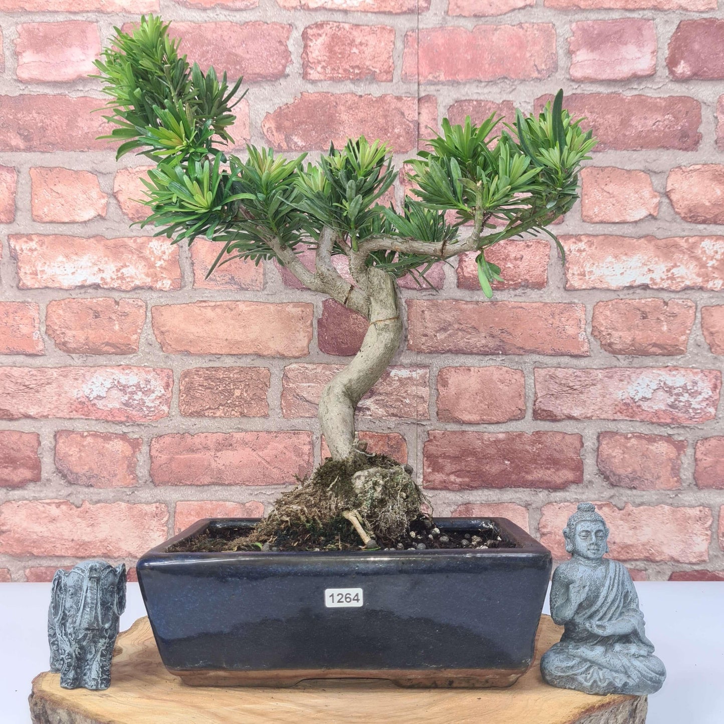 Buddhist Pine (Podocarpus Micro) Bonsai Tree | Shaped | In 25cm Pot