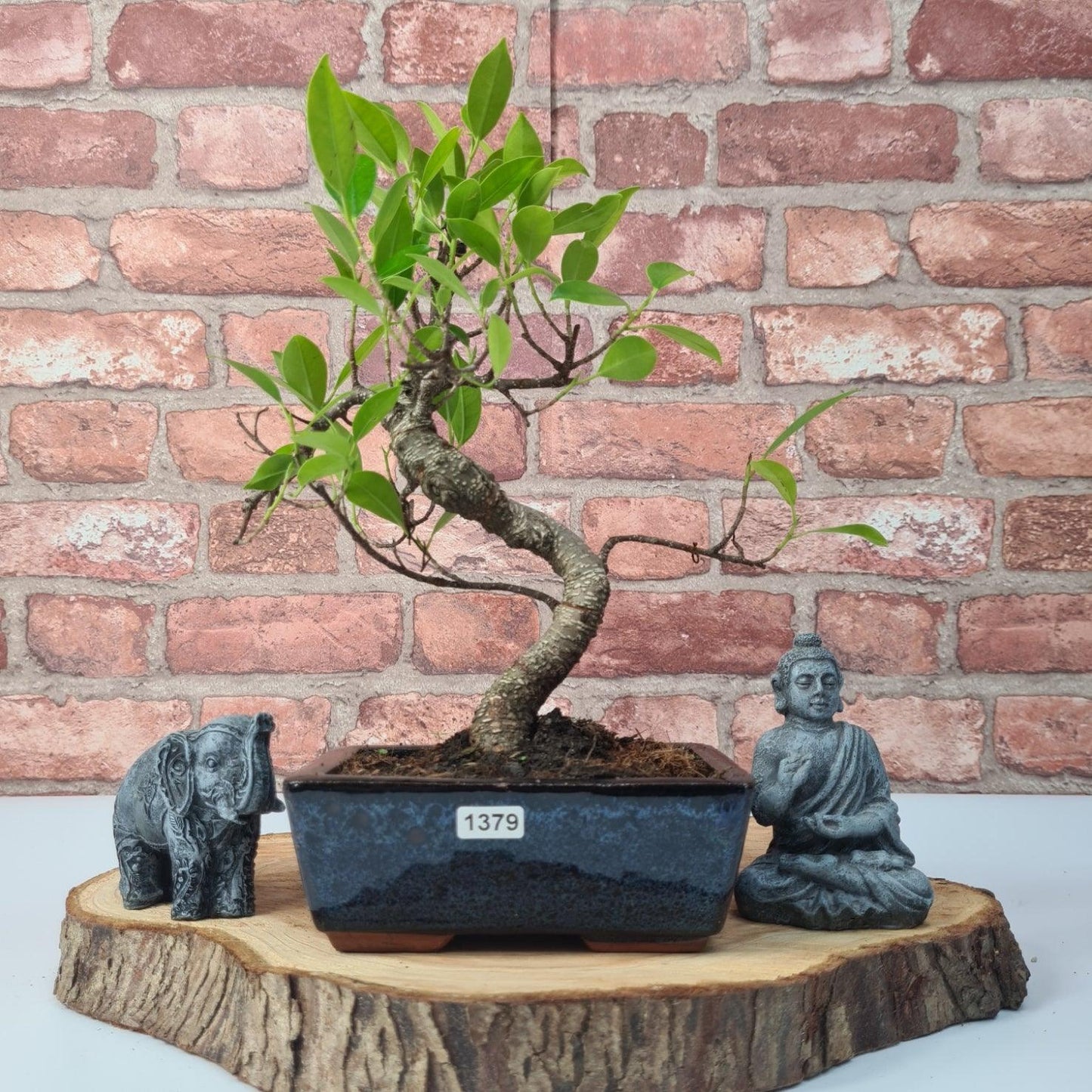Ficus Microcarpa (Banyan Fig) Indoor Bonsai Tree | Shaped | In 15cm Pot