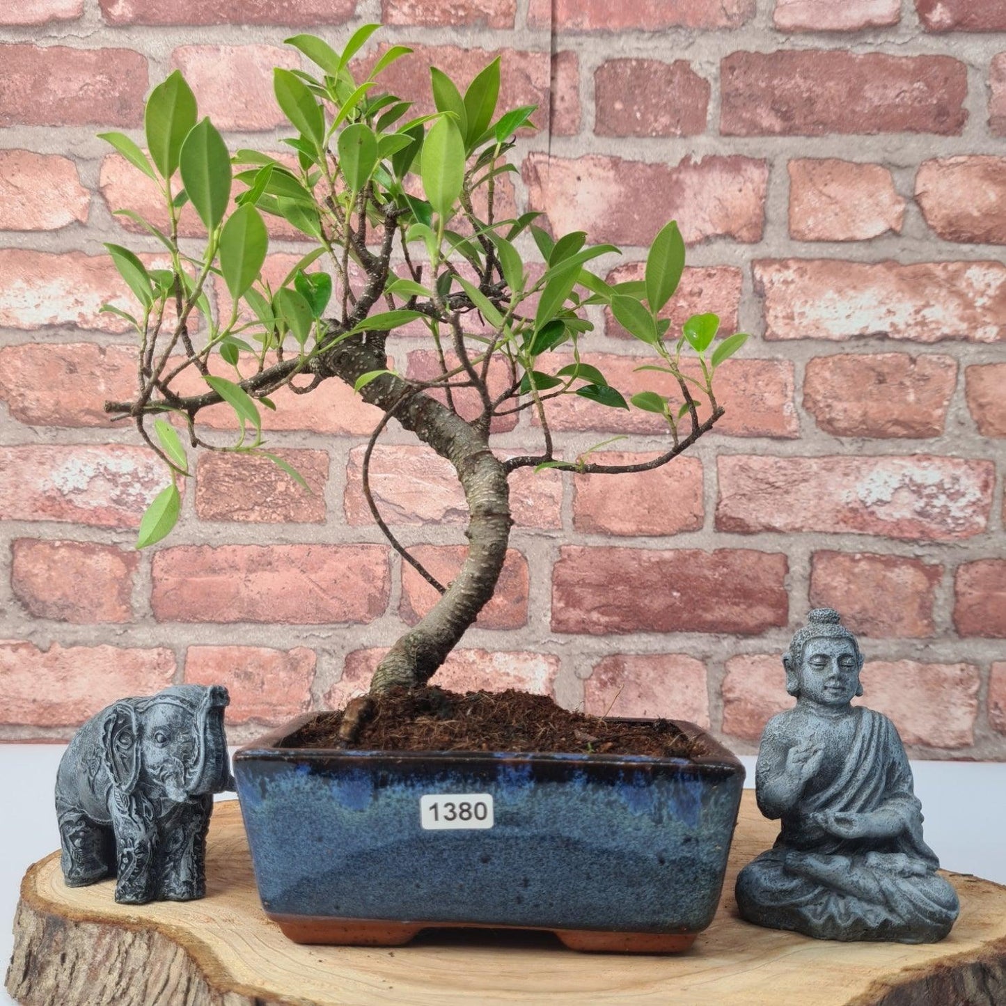 Ficus Microcarpa (Banyan Fig) Indoor Bonsai Tree | Shaped | In 15cm Pot