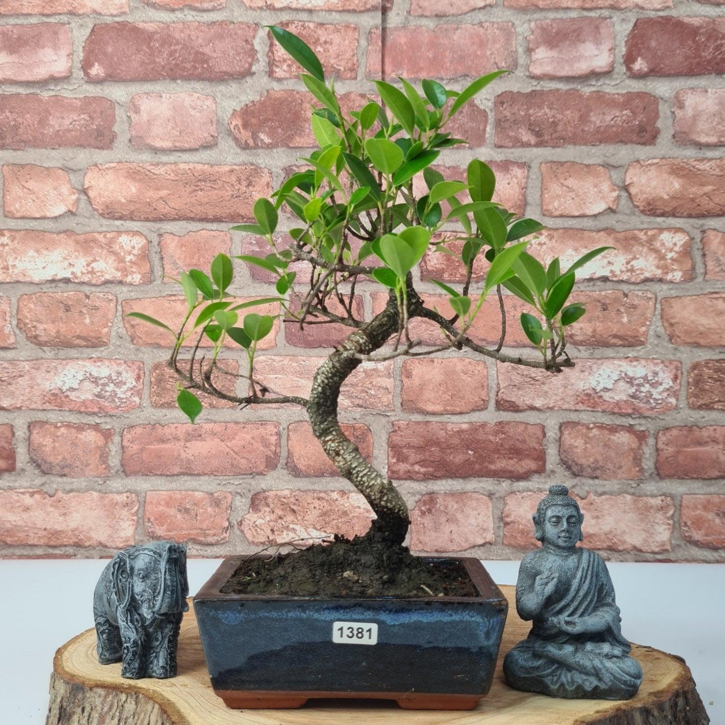 Ficus Microcarpa (Banyan Fig) Indoor Bonsai Tree | Shaped | In 15cm Pot