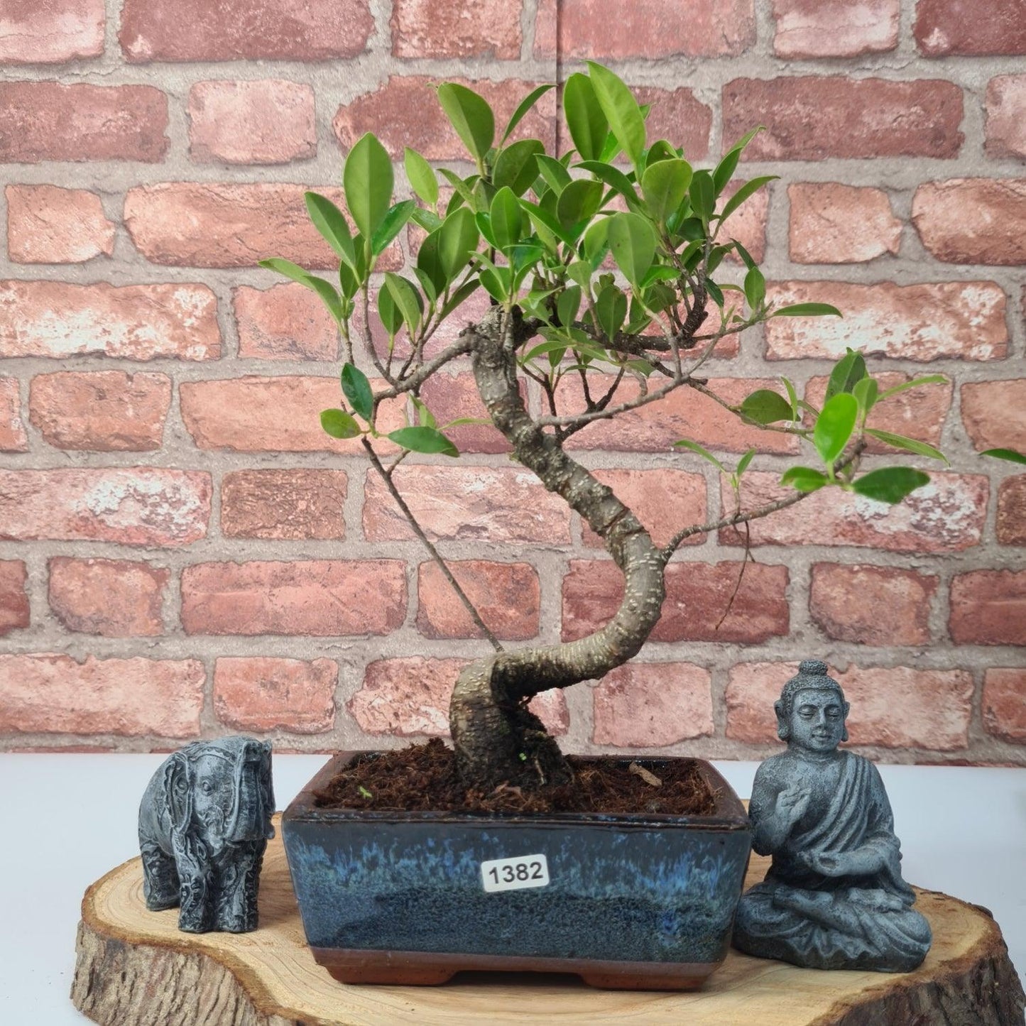 Ficus Microcarpa (Banyan Fig) Indoor Bonsai Tree | Shaped | In 15cm Pot