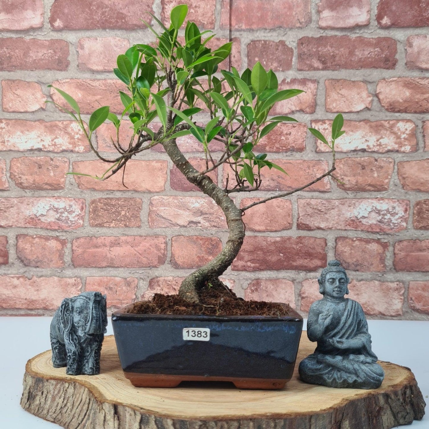 Ficus Microcarpa (Banyan Fig) Indoor Bonsai Tree | Shaped | In 15cm Pot