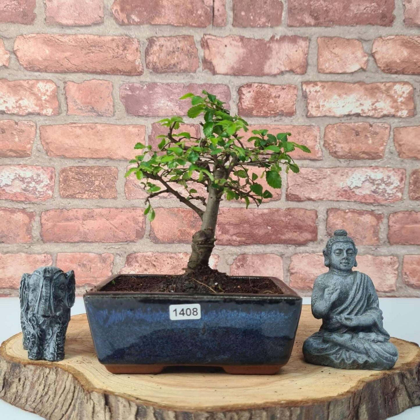Chinese Elm (Ulmus Parvifolia) Bonsai Tree | Broom | In 15cm Pot