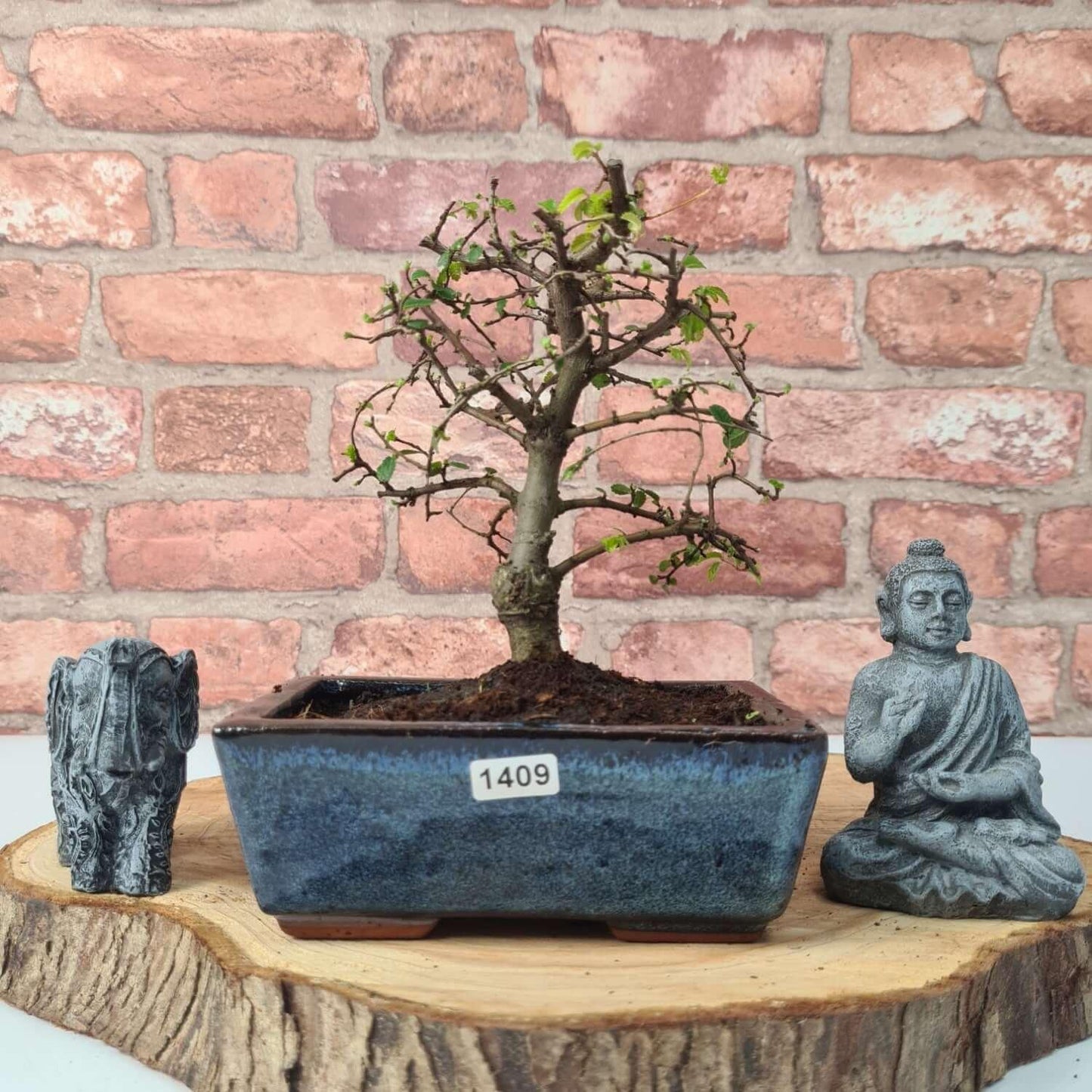 Chinese Elm (Ulmus Parvifolia) Bonsai Tree | Broom | In 15cm Pot