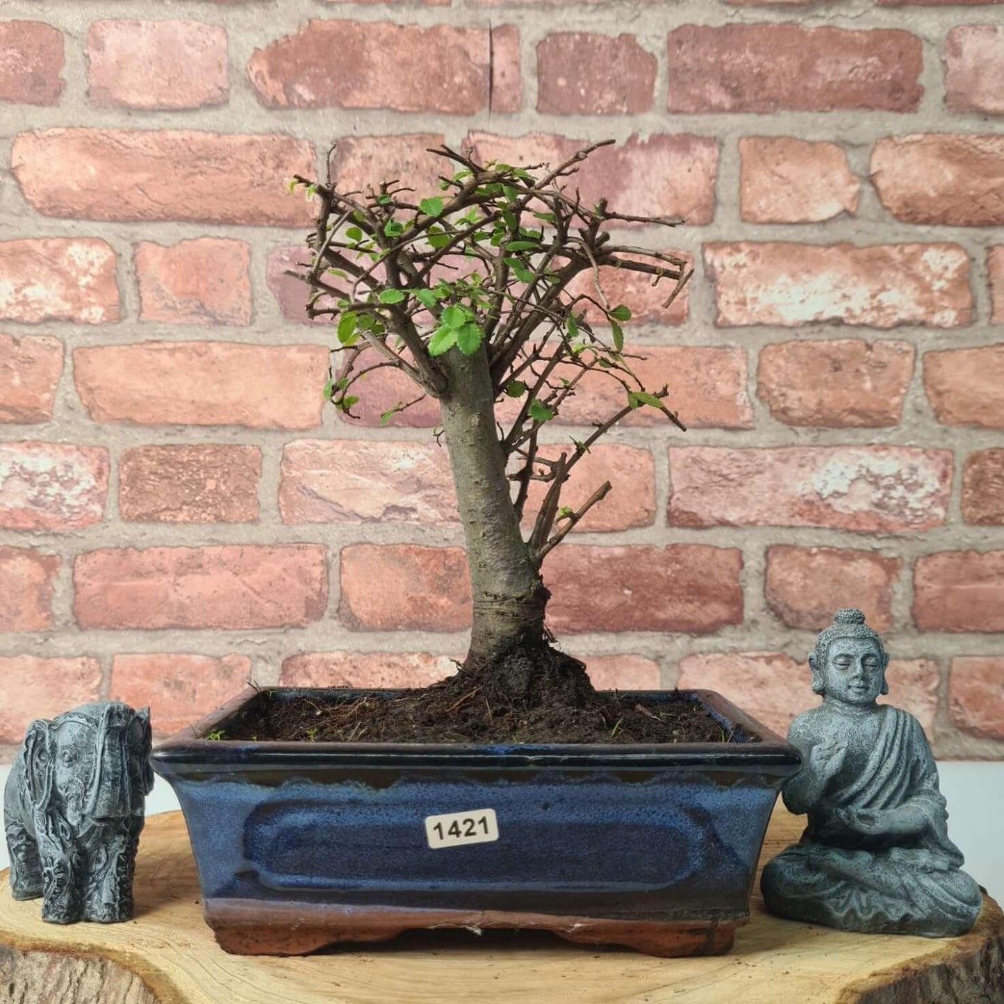 Chinese Elm (Ulmus Parvifolia) Bonsai Tree | Broom | In 20cm Pot