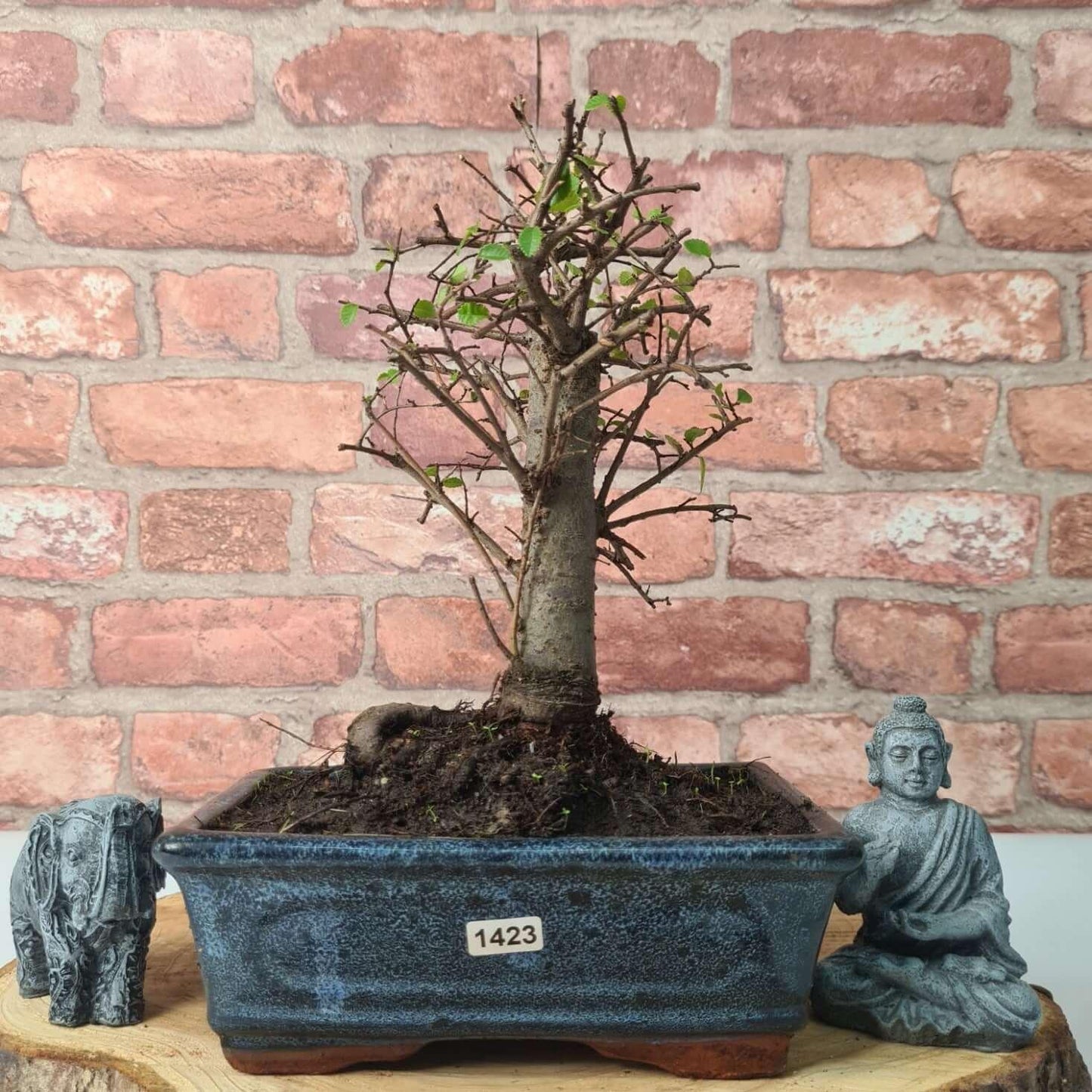Chinese Elm (Ulmus Parvifolia) Bonsai Tree | Broom | In 20cm Pot