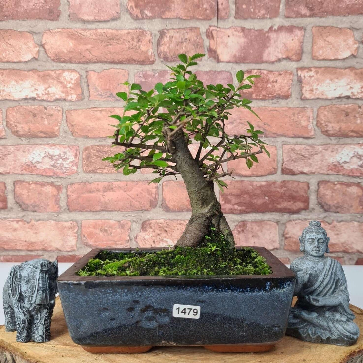 Chinese Elm (Ulmus Parvifolia) Bonsai Tree | Broom | In 20cm Pot
