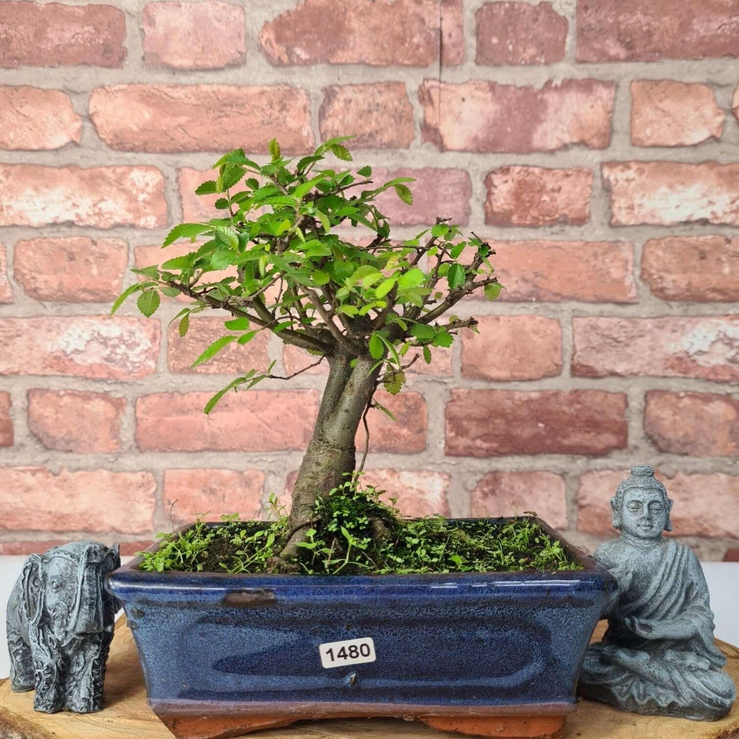 Chinese Elm (Ulmus Parvifolia) Bonsai Tree | Broom | In 20cm Pot