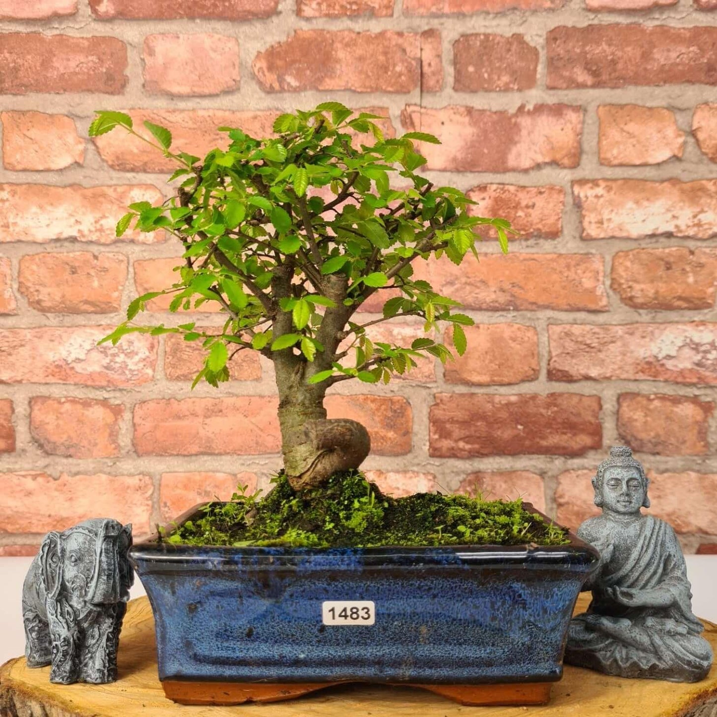 Chinese Elm (Ulmus Parvifolia) Bonsai Tree | Broom | In 20cm Pot