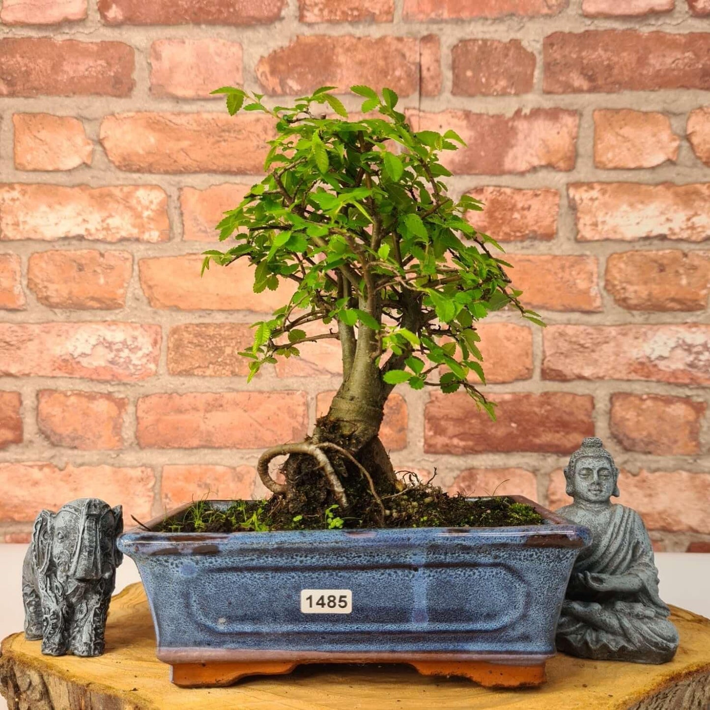 Chinese Elm (Ulmus Parvifolia) Bonsai Tree | Broom | In 20cm Pot