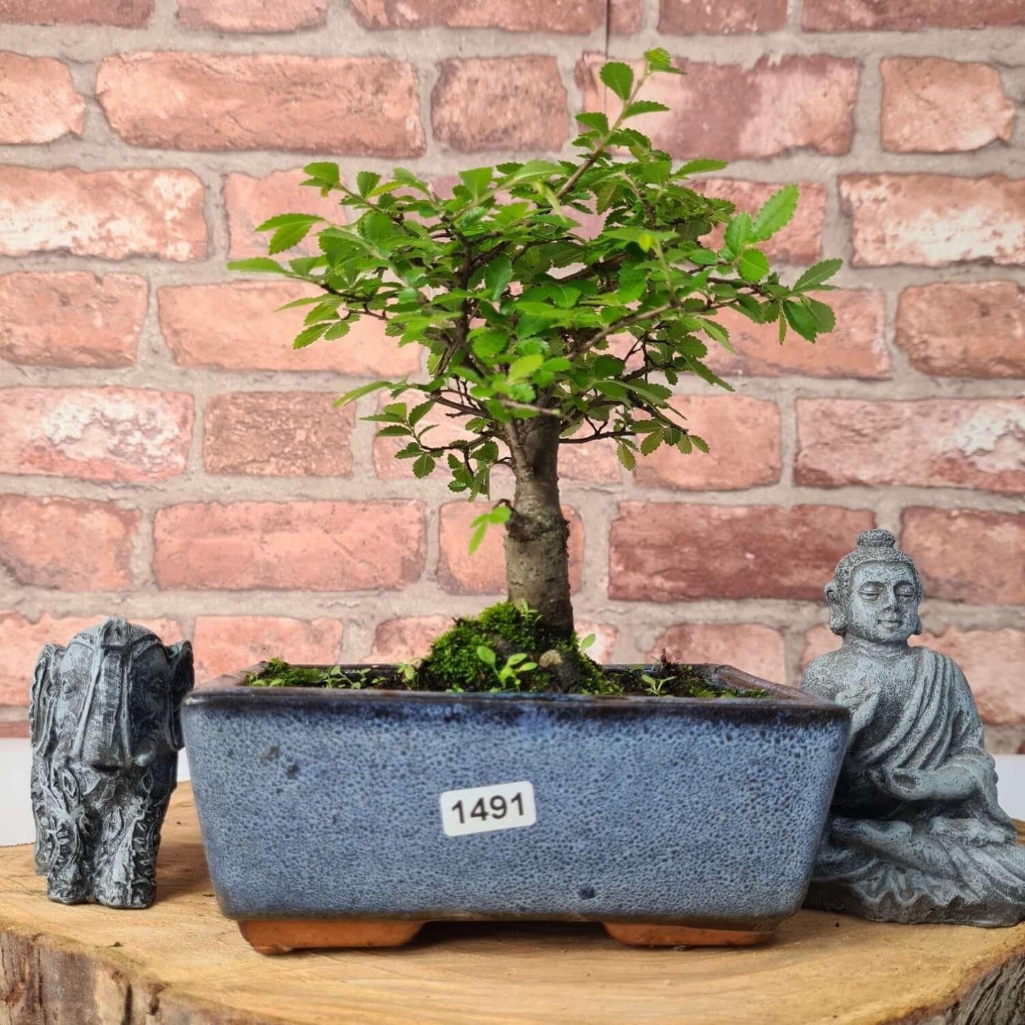 Chinese Elm (Ulmus Parvifolia) Bonsai Tree | Broom | In 15cm Pot