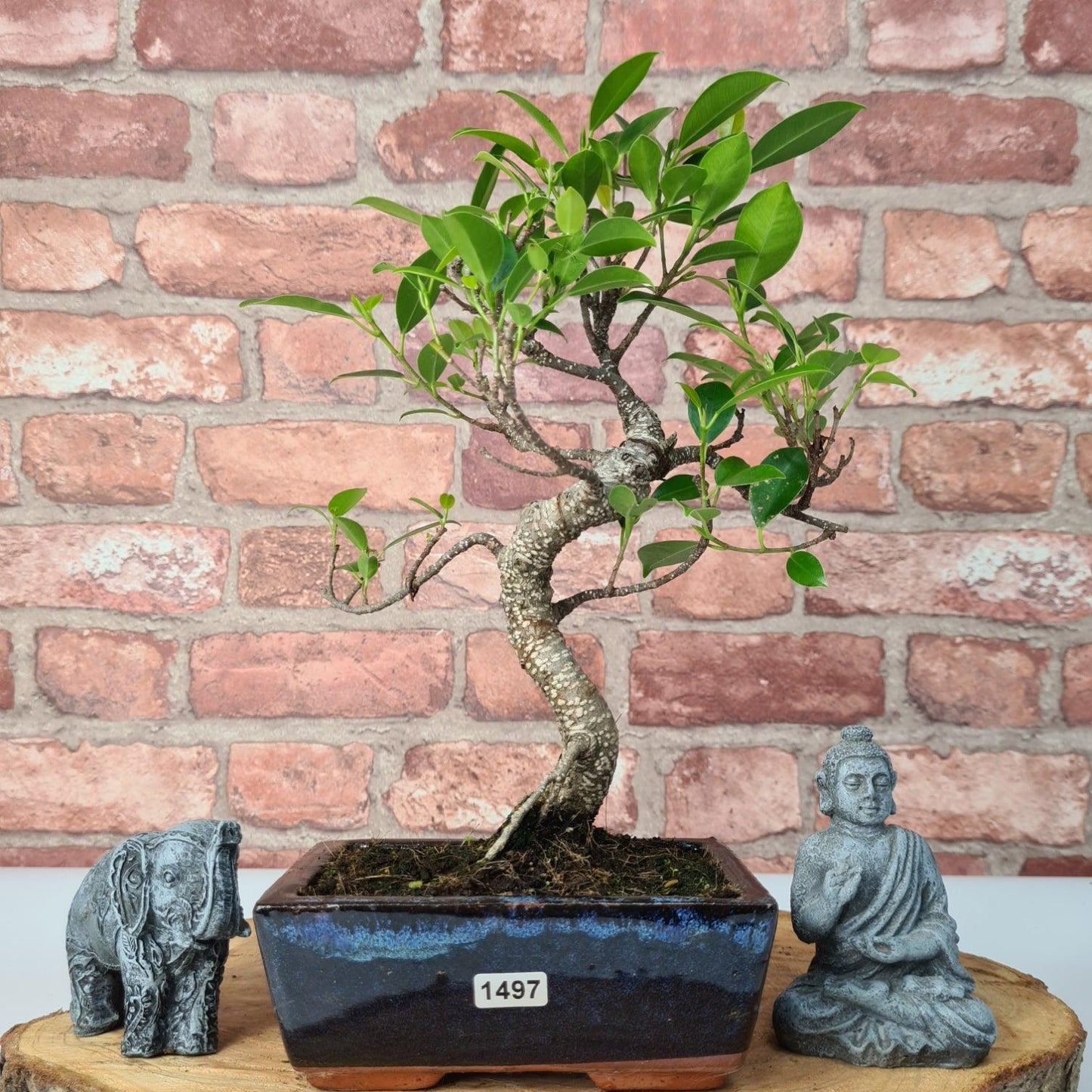 Ficus Microcarpa (Banyan Fig) Indoor Bonsai Tree | Shaped | In 15cm Pot