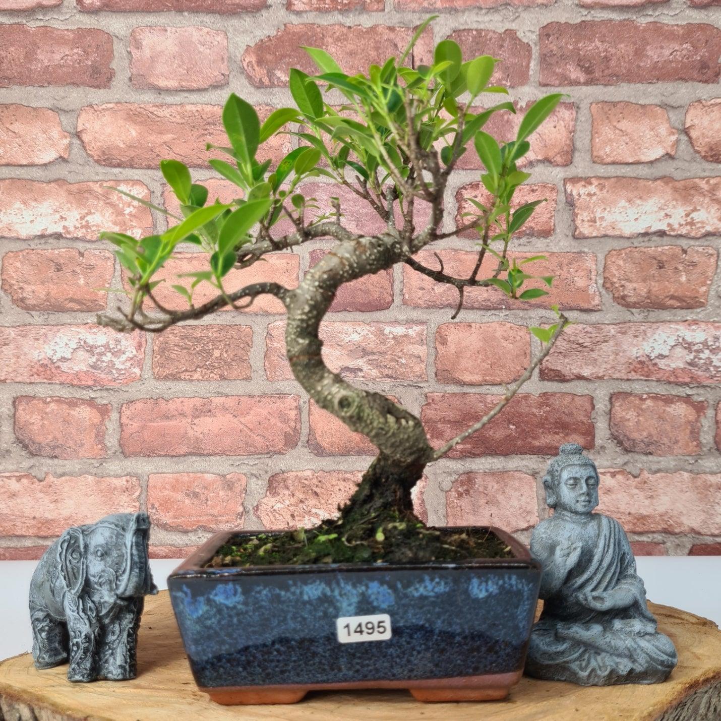 Ficus Microcarpa (Banyan Fig) Indoor Bonsai Tree | Shaped | In 15cm Pot