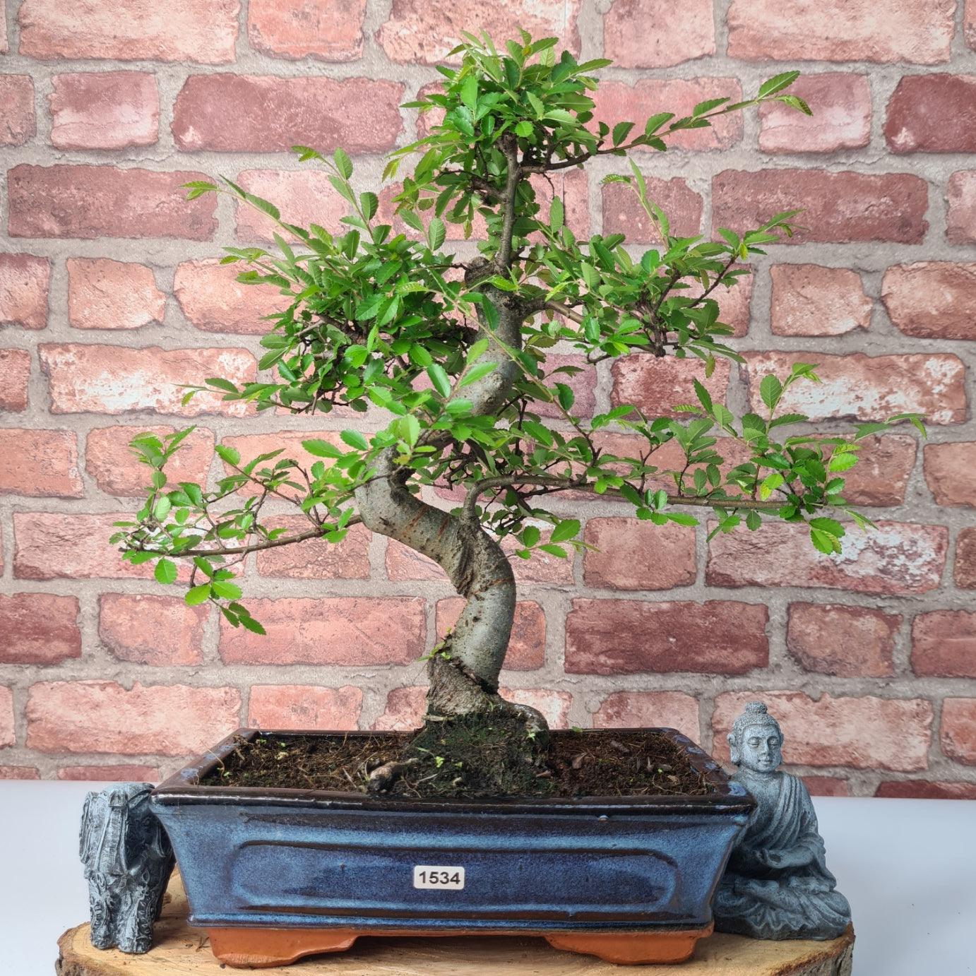 Chinese Elm (Ulmus Parvifolia) Bonsai Tree | Shaped | In 25cm Pot