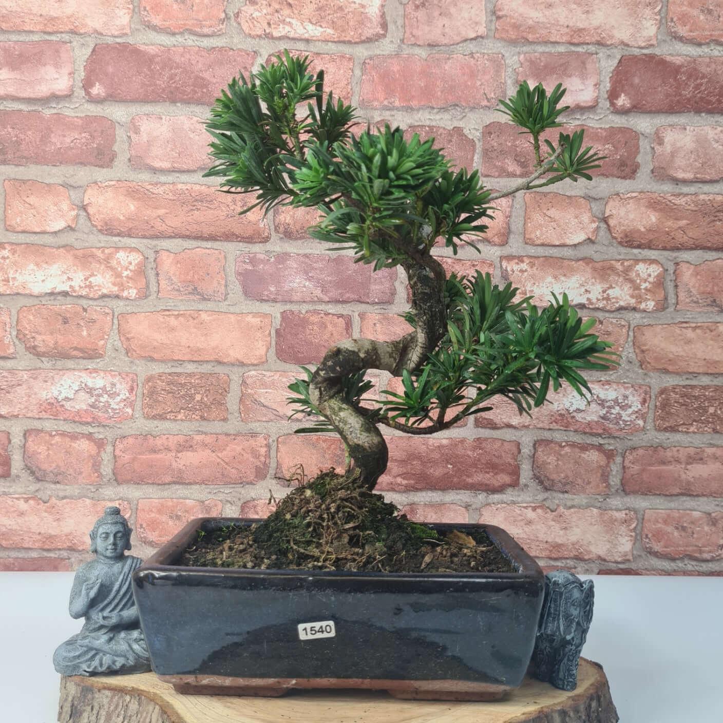 Buddhist Pine (Podocarpus Micro) Bonsai Tree | Shaped | In 30cm Pot