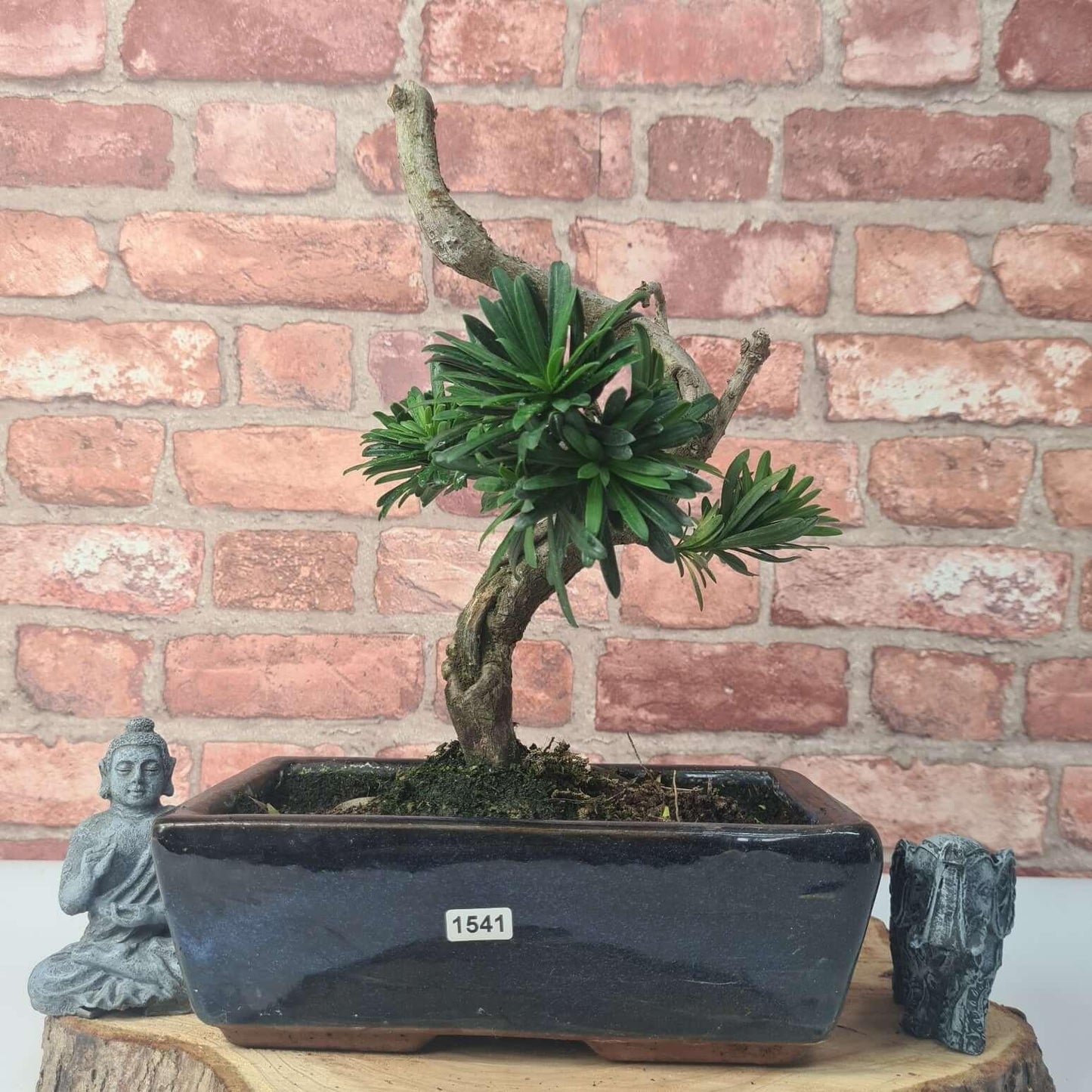 Buddhist Pine (Podocarpus Micro) Bonsai Tree | Shaped | In 30cm Pot
