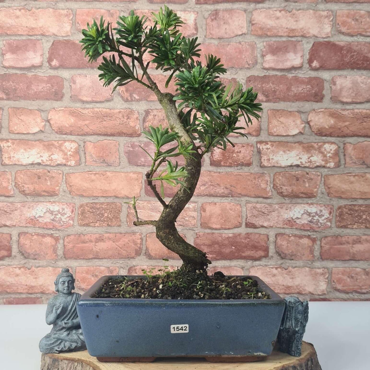 Buddhist Pine (Podocarpus Micro) Bonsai Tree | Shaped | In 25cm Pot