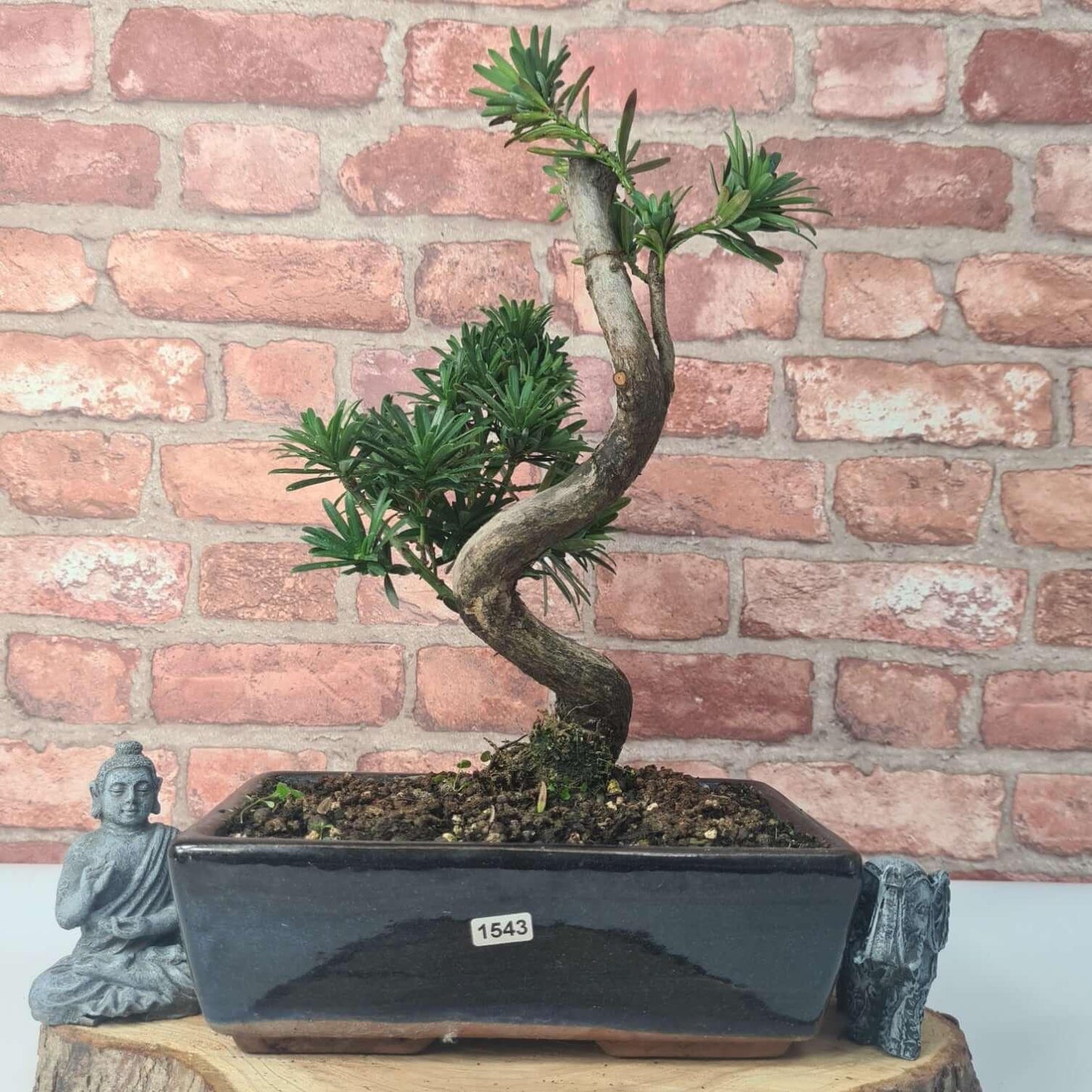 Buddhist Pine (Podocarpus Micro) Bonsai Tree | Shaped | In 30cm Pot