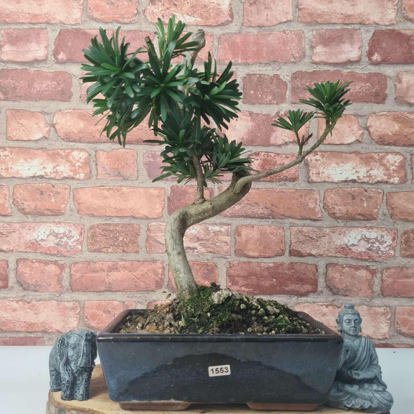 Buddhist Pine (Podocarpus Micro) Bonsai Tree | Shaped | In 30cm Pot
