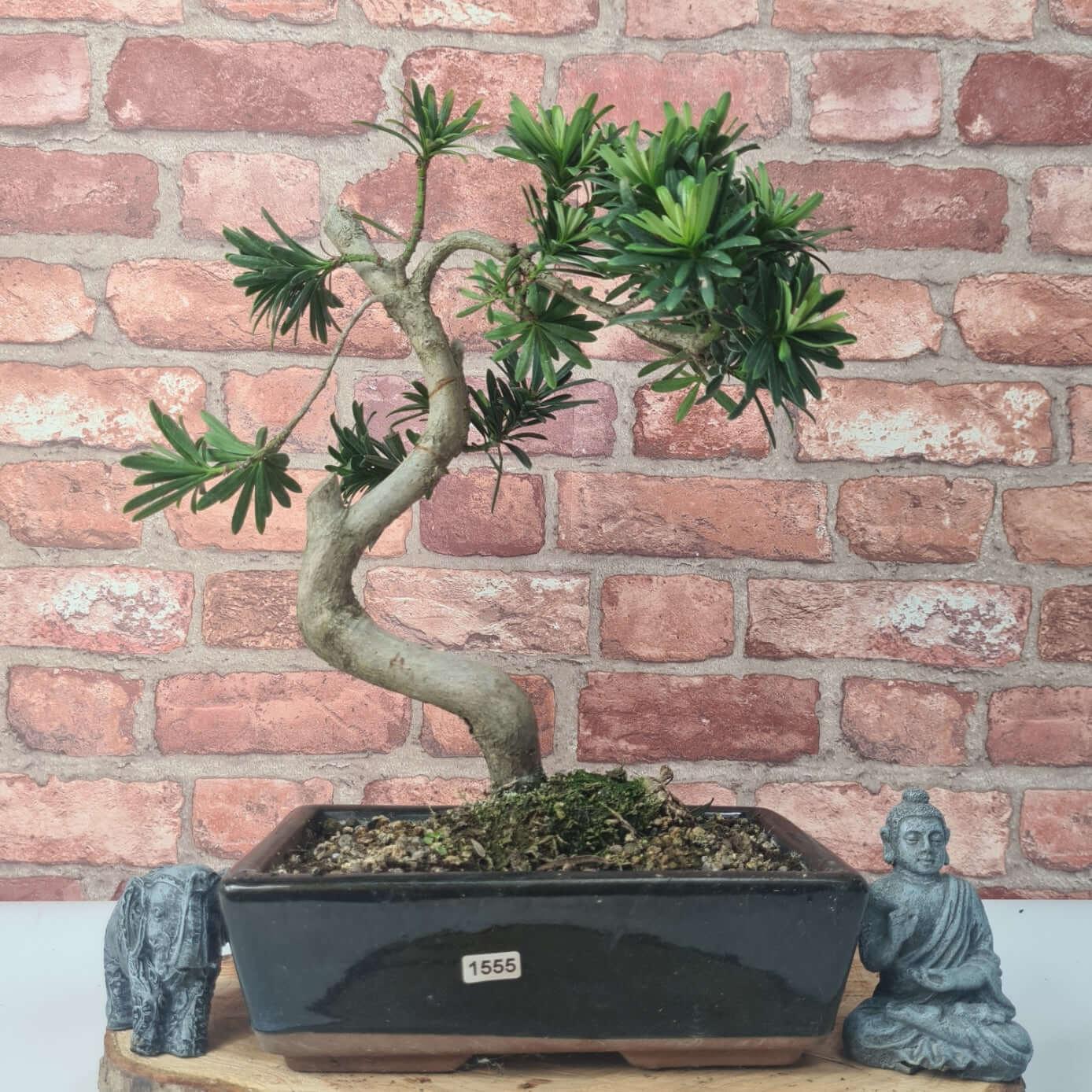 Buddhist Pine (Podocarpus Micro) Bonsai Tree | Shaped | In 25cm Pot