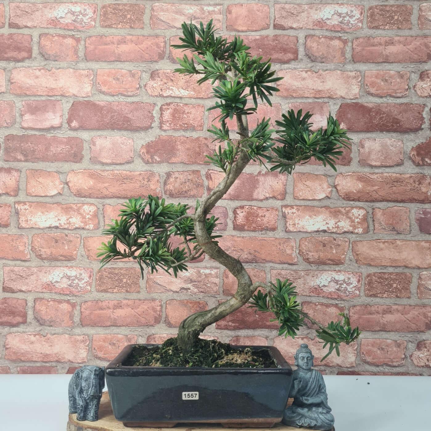 Buddhist Pine (Podocarpus Micro) Bonsai Tree | Shaped | In 25cm Pot