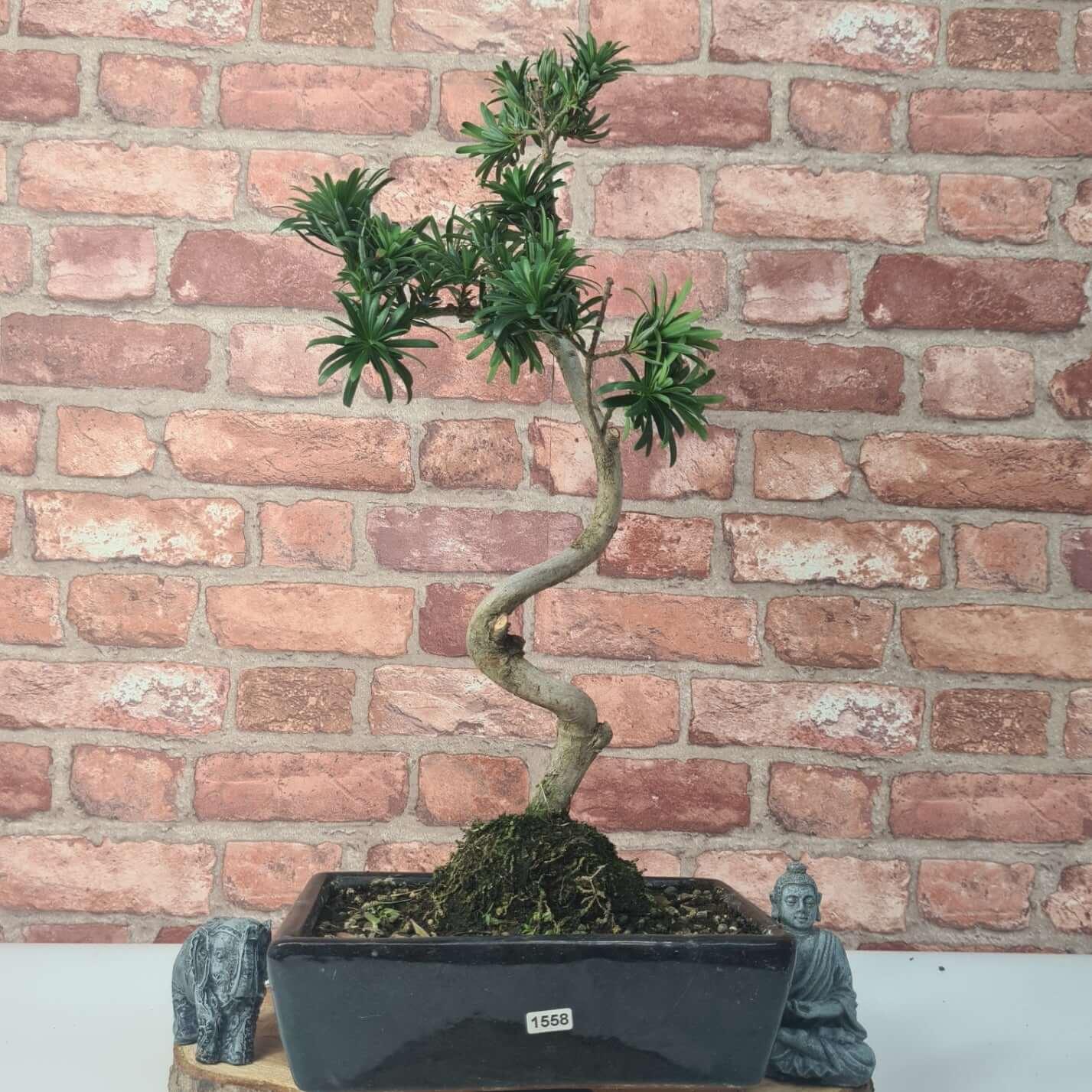 Buddhist Pine (Podocarpus Micro) Bonsai Tree | Shaped | In 25cm Pot