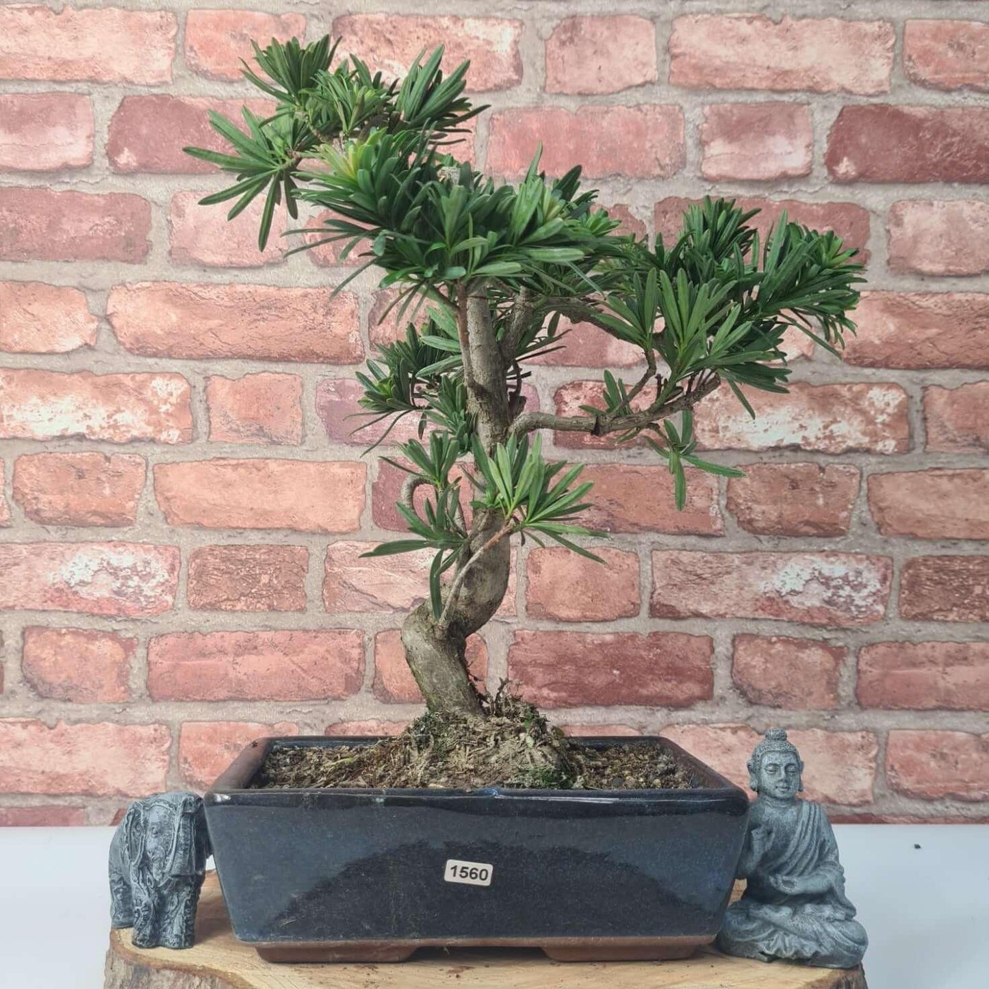 Buddhist Pine (Podocarpus Micro) Bonsai Tree | Shaped | In 30cm Pot