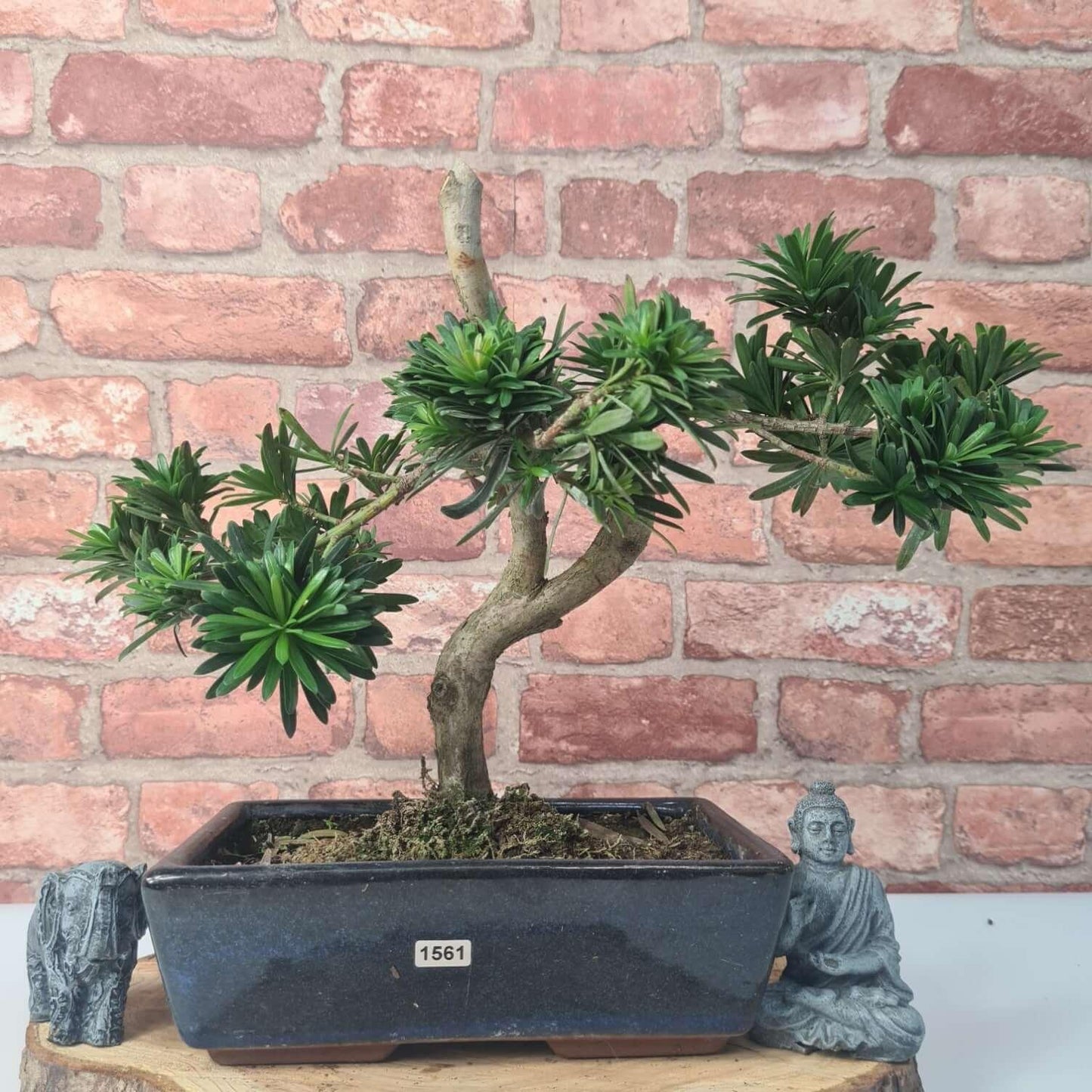 Buddhist Pine (Podocarpus Micro) Bonsai Tree | Shaped | In 25cm Pot