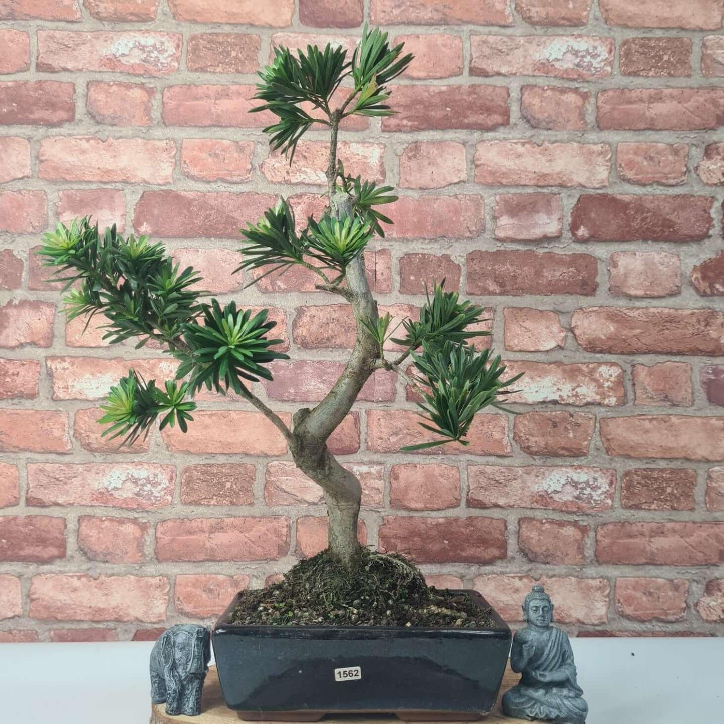 Buddhist Pine (Podocarpus Micro) Bonsai Tree | Shaped | In 25cm Pot