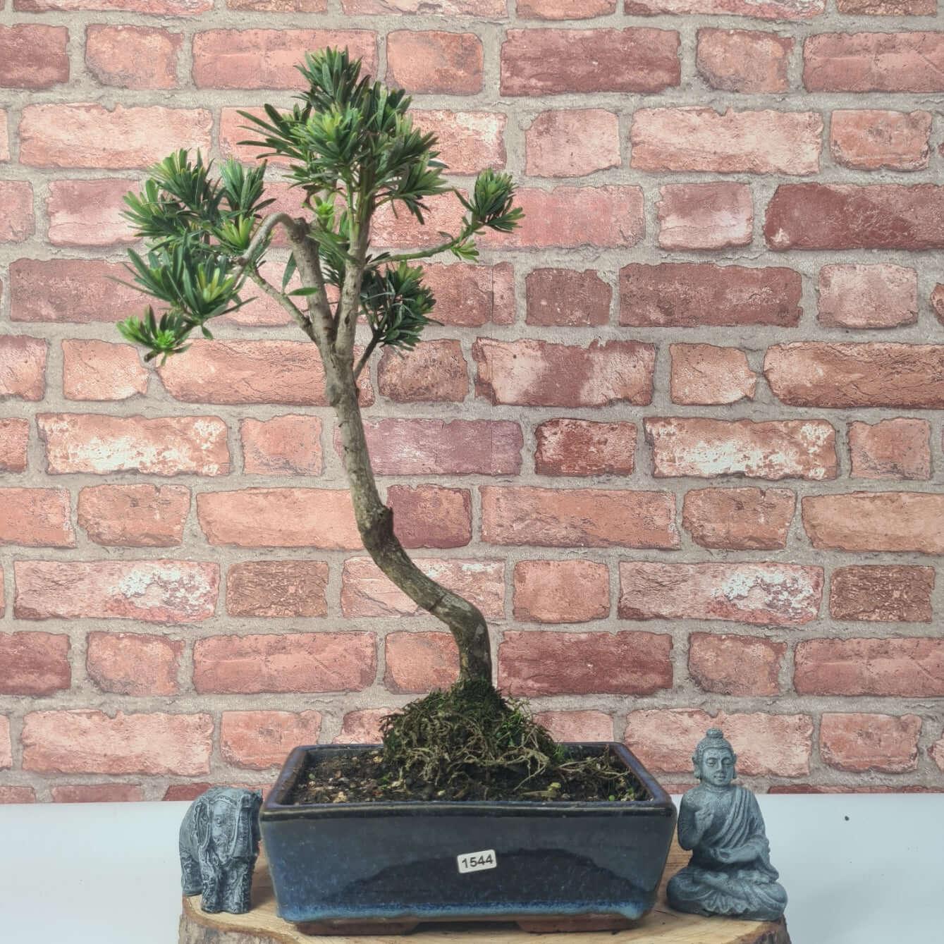 Buddhist Pine (Podocarpus Micro) Bonsai Tree | Shaped | In 30cm Pot