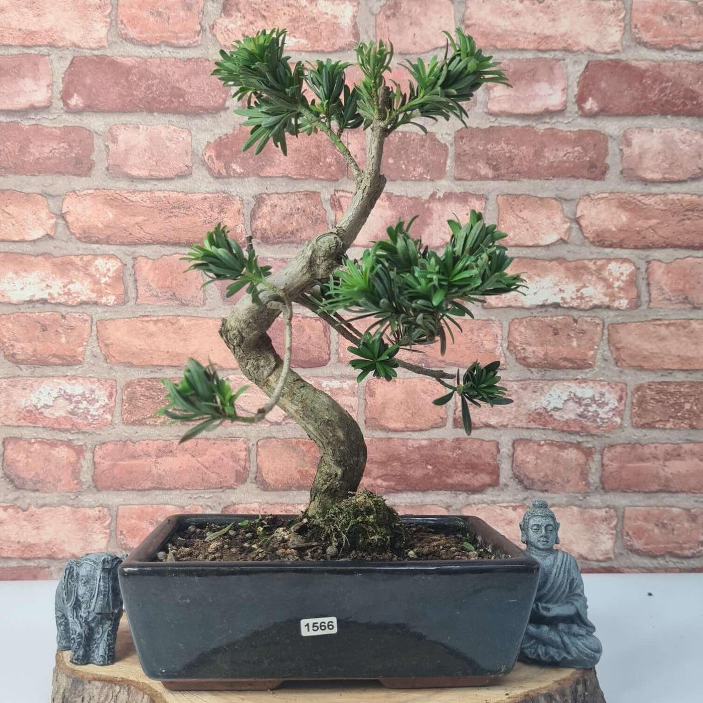 Buddhist Pine (Podocarpus Micro) Bonsai Tree | Shaped | In 25cm Pot