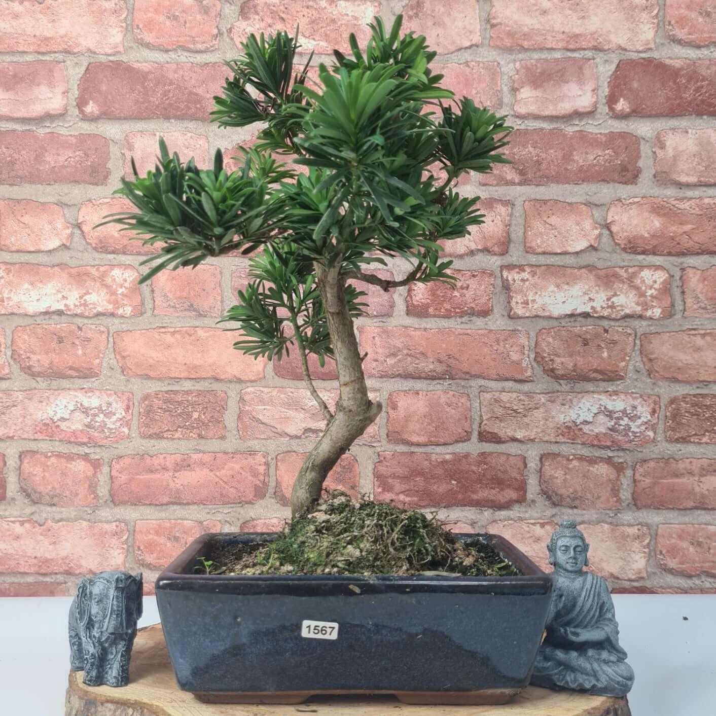Buddhist Pine (Podocarpus Micro) Bonsai Tree | Shaped | In 25cm Pot