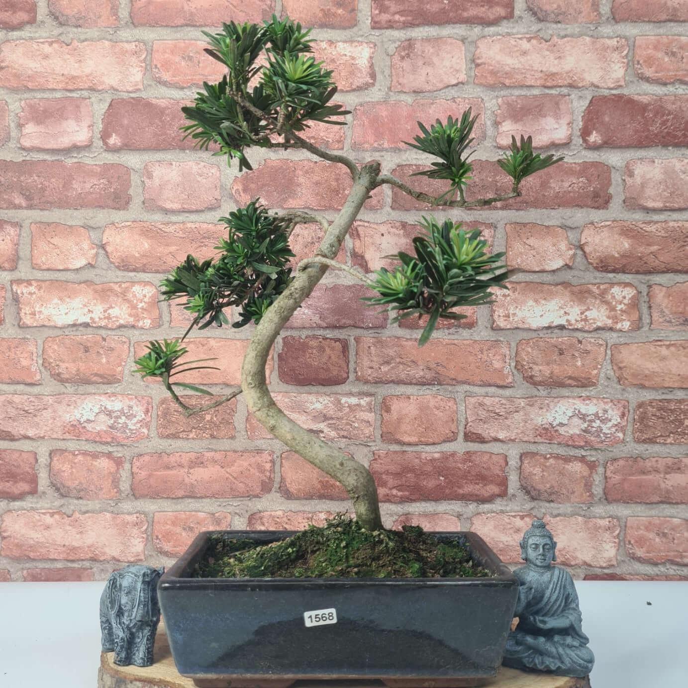 Buddhist Pine (Podocarpus Micro) Bonsai Tree | Shaped | In 30cm Pot