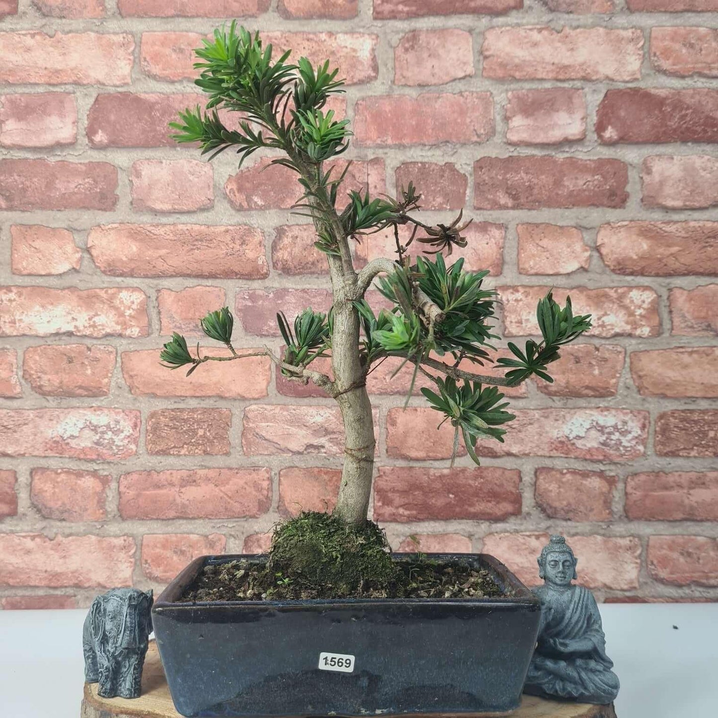 Buddhist Pine (Podocarpus Micro) Bonsai Tree | Shaped | In 25cm Pot