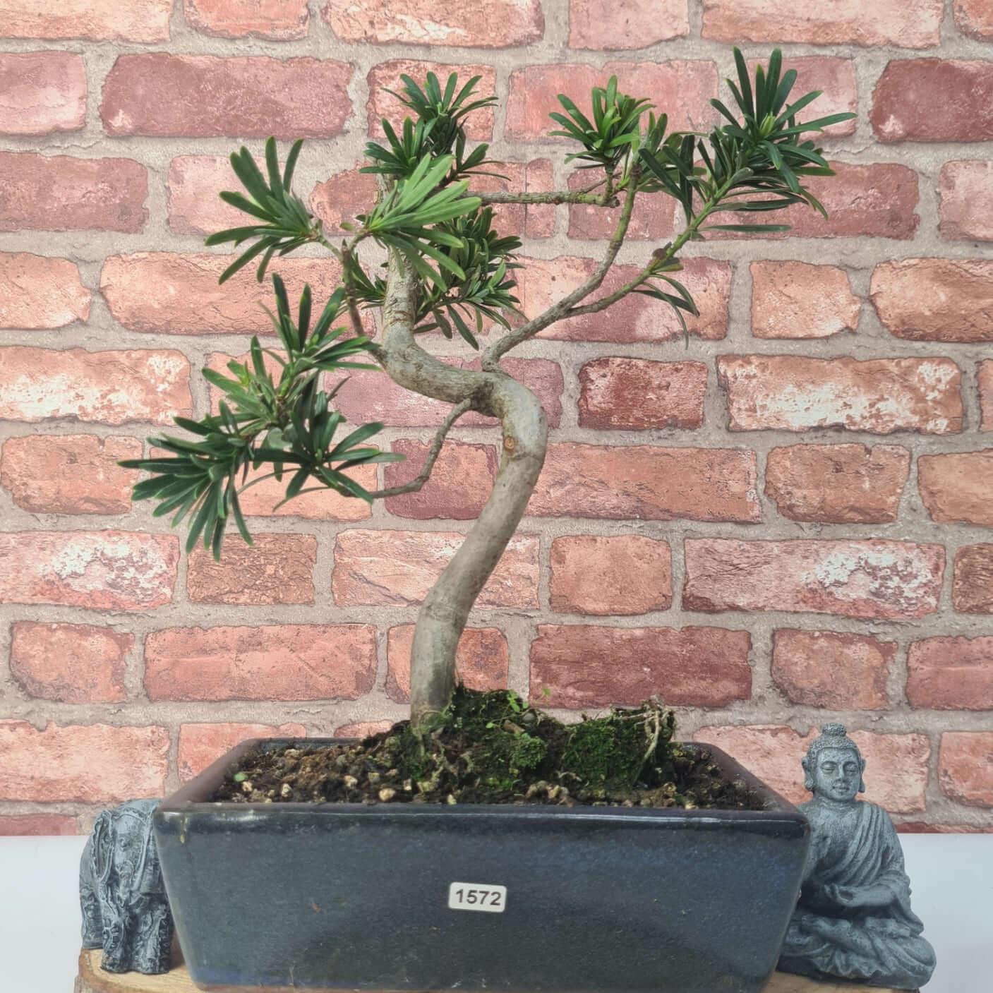 Buddhist Pine (Podocarpus Micro) Bonsai Tree | Shaped | In 25cm Pot