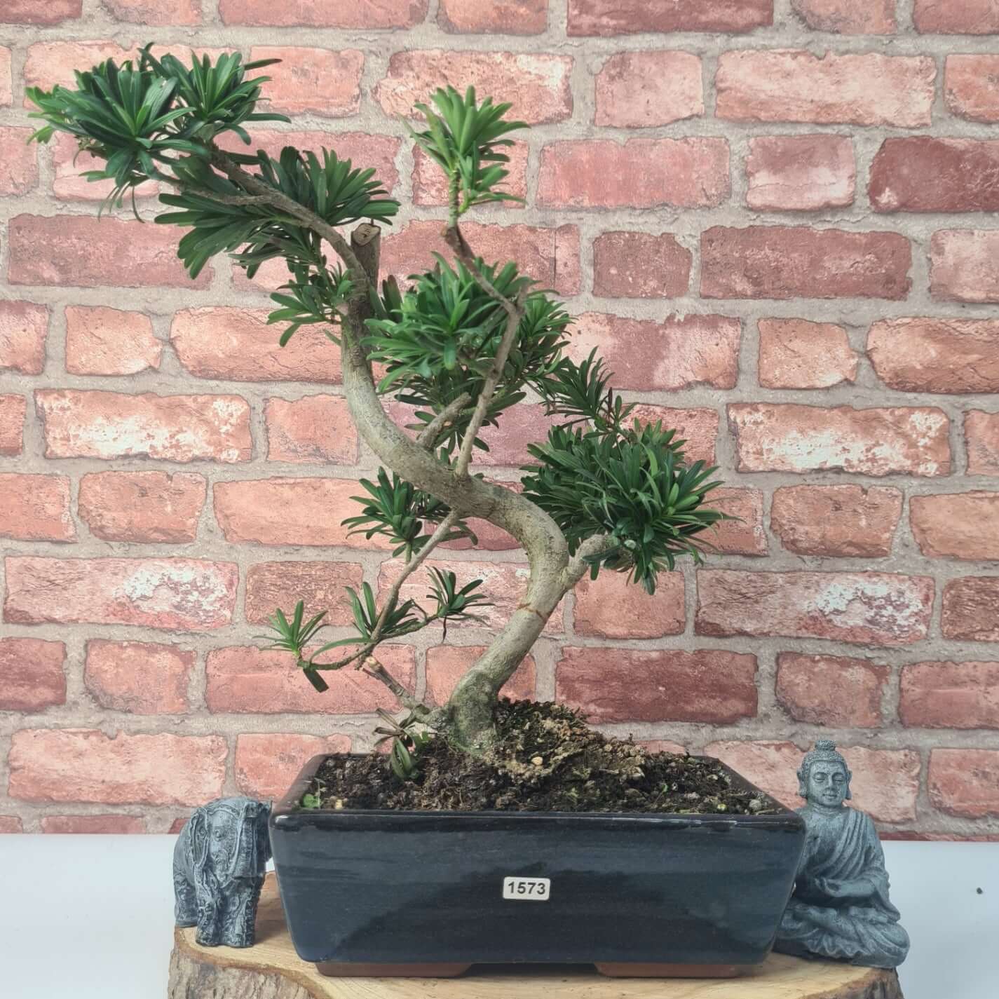 Buddhist Pine (Podocarpus Micro) Bonsai Tree | Shaped | In 30cm Pot