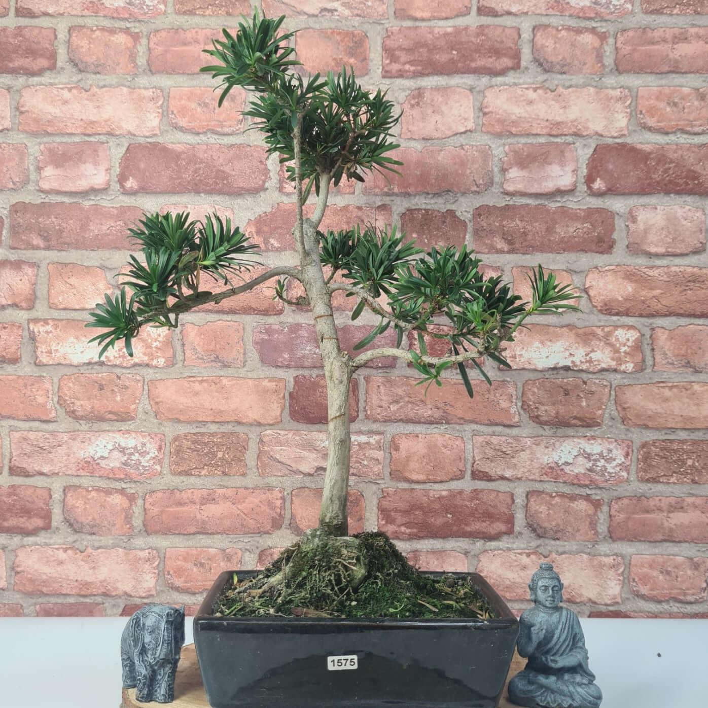 Buddhist Pine (Podocarpus Micro) Bonsai Tree | Shaped | In 30cm Pot