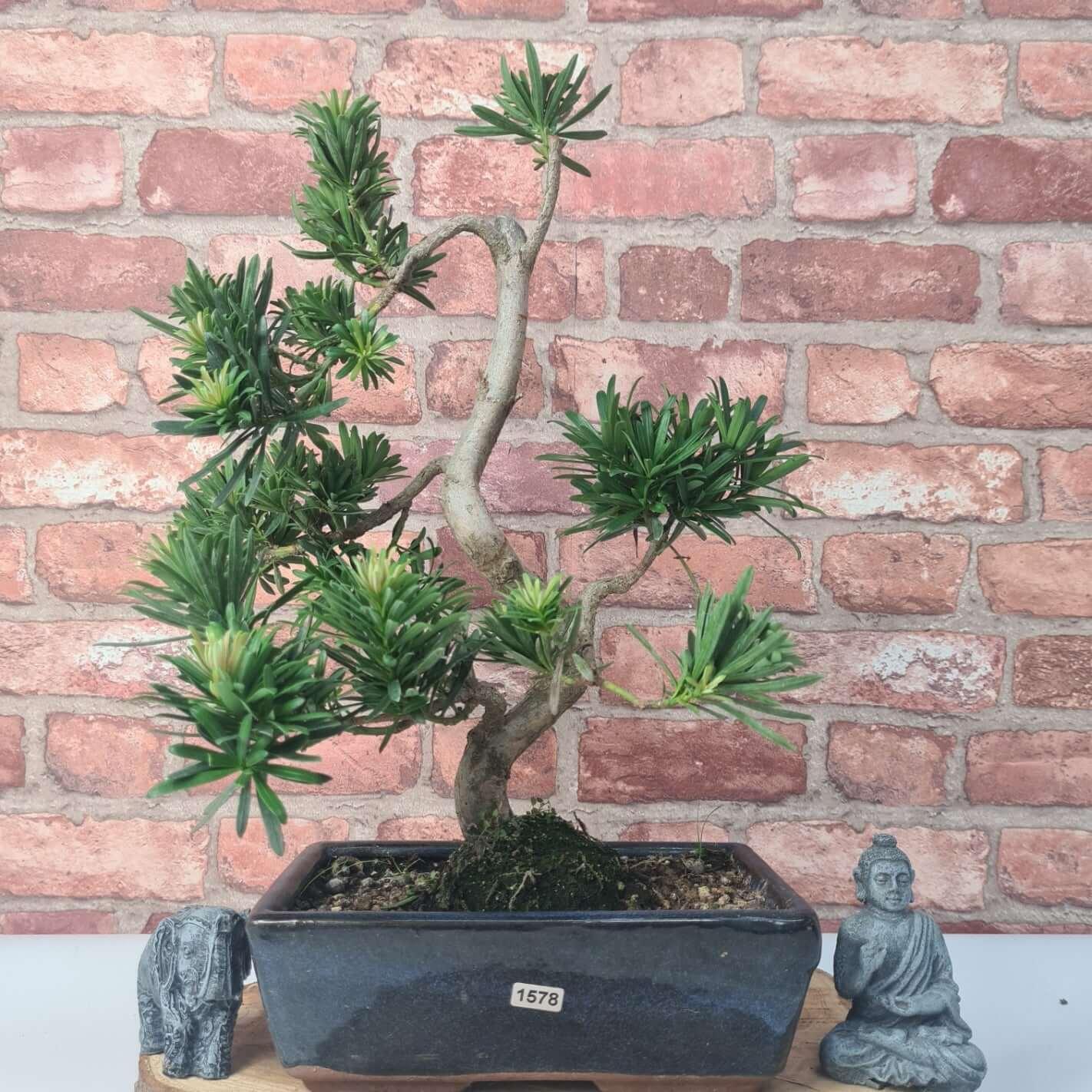 Buddhist Pine (Podocarpus Micro) Bonsai Tree | Shaped | In 30cm Pot
