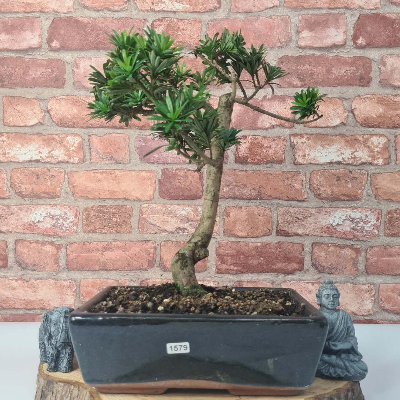 Buddhist Pine (Podocarpus Micro) Bonsai Tree | Shaped | In 30cm Pot