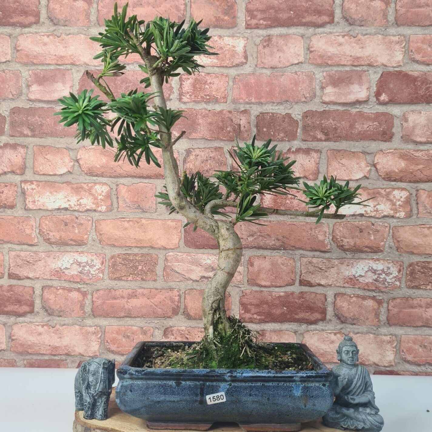 Buddhist Pine (Podocarpus Micro) Bonsai Tree | Shaped | In 25cm Pot