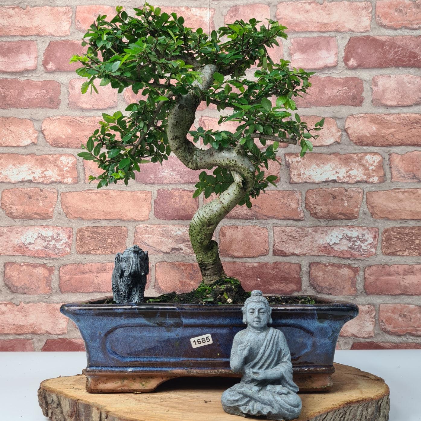 Chinese Elm (Ulmus Parvifolia) Bonsai Tree | Shaped | In 30cm Pot