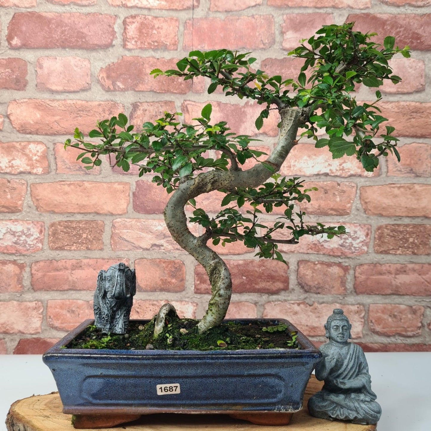 Chinese Elm (Ulmus Parvifolia) Bonsai Tree | Shaped | In 25cm Pot