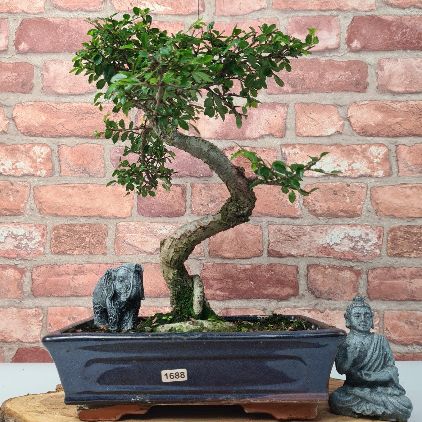 Chinese Elm (Ulmus Parvifolia) Bonsai Tree | Shaped | In 25cm Pot