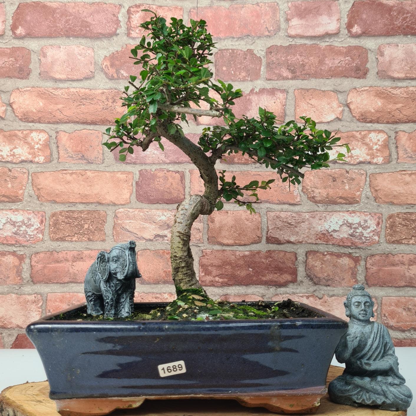 Chinese Elm (Ulmus Parvifolia) Bonsai Tree | Shaped | In 25cm Pot